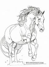 Andalusier Andalusian Pferde Friesian Lineart Pegasus Pixstats sketch template
