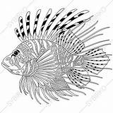 Lionfish Zentangle Zebrafish Stylized Volitans Pterois Antistress Adults Freehan Drawn Designlooter sketch template