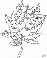Cranberry Coloring Supercoloring sketch template
