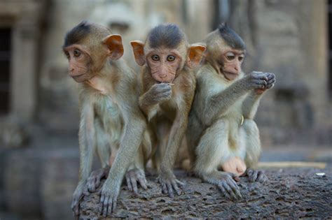 monkeys built  mimic autism  behaviors   humans