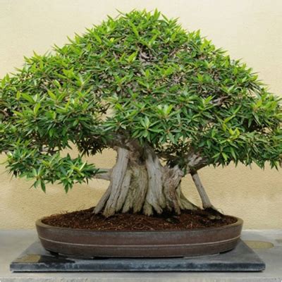buy banyan tree bonsai plant   nurserylive  plants