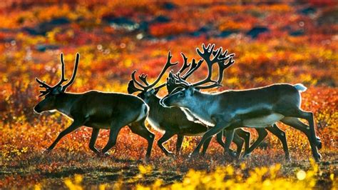 mining activities  hunting responsible  northern caribou