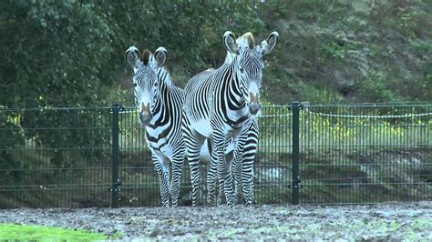 grevy zebras safaripark beekse bergen youtube