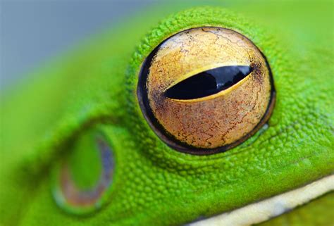 frog eye eye reference pinterest frogs eye  amphibians