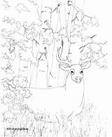 Coloring Pages Doe Deer Tailed Getcolorings Getdrawings sketch template