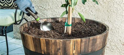 How To Plant And Care For An Avocado Tree