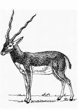 Antilope Antiloop Antelope Malvorlage Addax Afb Educolor Große Schoolplaten Téléchargez Scarica sketch template