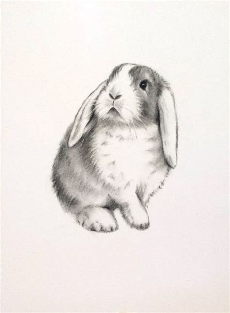rabbit art original charcoal  lop eared rabbit drawing bunny