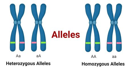 alleles definition types features applications