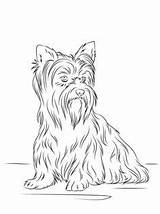 Coloring Pages Terrier Yorkshire Dog Puppy Printable Adult Highland West Template Yorkies Books Clip Tzu Shih Choose Board sketch template