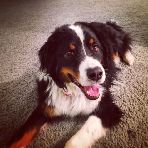 great bordernese great pyrenees border collie  bernese mountain dog mix   friend