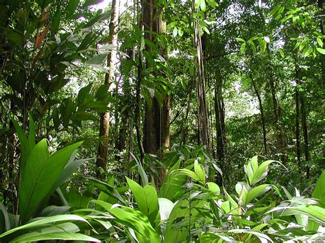 tropical rainforest climate facts biological science picture