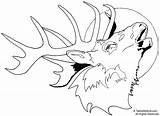 Elk Coloring Pages Head Drawing Deer Printable Moose Print Bull Easy Buck Line Clip Tailed Adult Clipart Face Hunting Template sketch template