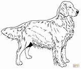 Coloring Retriever Pages Printable Golden Labrador Dog Jumping Supercoloring sketch template