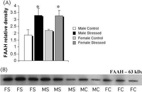 differential effects of chronic unpredictable stress on hippocampal cb1