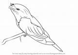 Tawny Frogmouth Drawingtutorials101 sketch template