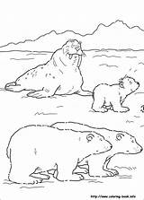Polar Coloring Pages Animals Bear Little Getdrawings sketch template