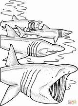 Squalo Elefante Requin Tiburones Basking Sharks Jaws Coloriage Squali Dessin Coloriages Stampare Disegnare Martello Disegnidacolorare sketch template