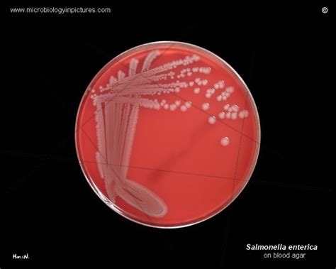 salmonella enterica morphology enterobacteriaceae wikipedia