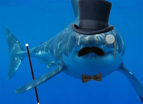 Shark Week Top 15 Incredibly Hilarious Shark Memes Geekmundo