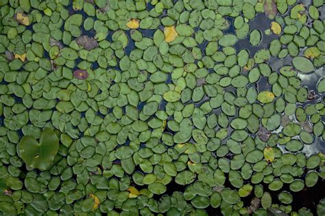 images leaf flower pond green natural botany aquatic