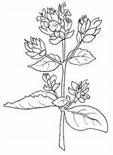 Menta Origano Salvia Oregano Midisegni Natura Stampare Ausmalen Malvorlage Kategorien Disegnidacolorareperadulti sketch template
