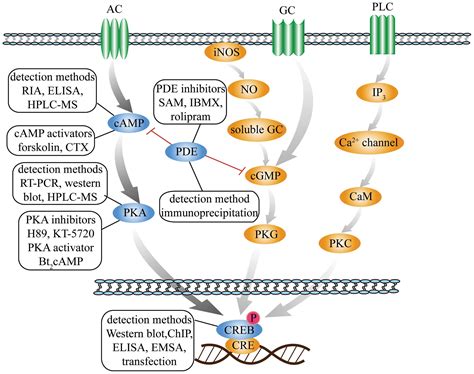 cyclic amp signaling pathway exploring targets  successful drug