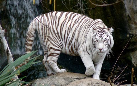 white tiger hd wallpapers high definition  background