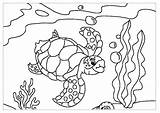 Tortue Coloriage Coloriages Turtles Tortues Justcolor Colorier Enfant Celebrated Hatchling sketch template