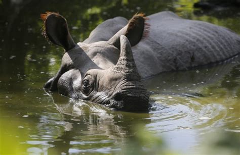 greater  horned rhino species save  rhino international