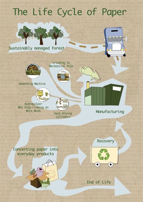 infographic  life cycle  paper  haly lai life cycles life