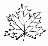 Leaf Maple Coloring 540px 51kb Drawings sketch template
