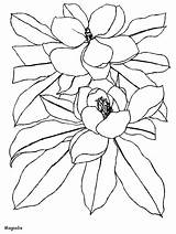 Coloring Pages Magnolia Flowers Flower Color Printable Coloringpagebook Animated Fiori Advertisement Disegni Coloringpages1001 Realistic sketch template