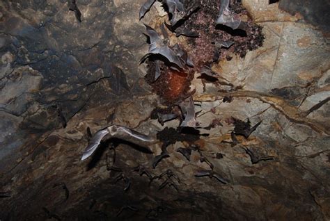bat nest flickr photo sharing