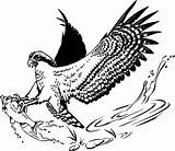 Osprey Balbuzard Pescatore Pesce Falco Poissons Westen Valueclips sketch template