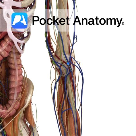 intermediate cephalic vein pocket anatomy