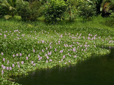 water hyacinth eichhornia crassipes feedipedia