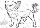Chihuahua Chihuahuas Shaggy Bestcoloringpagesforkids sketch template