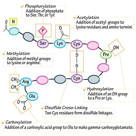 biochemistry glossary post translational modifications draw