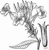 Lavender Coloring Drawing Printable Evening Fresh Primrose Getdrawings Getcolorings Pages Color Flower Drawings sketch template