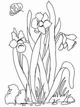 Coloring Spring Pages Flowers Flower Creativity Window Printable Beautiful Adult Daffodil Colouring Color Sheets sketch template