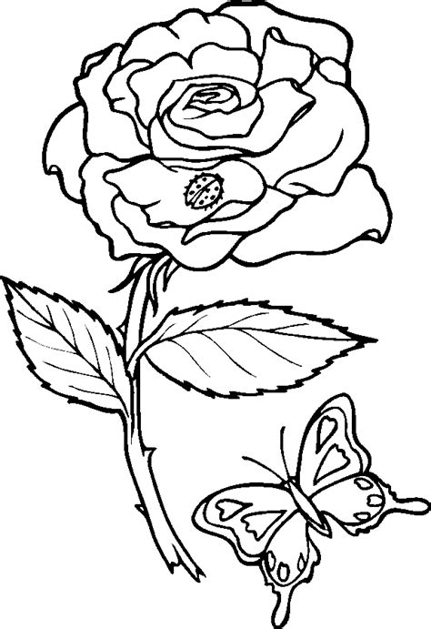 printable pictures  roses coloring home