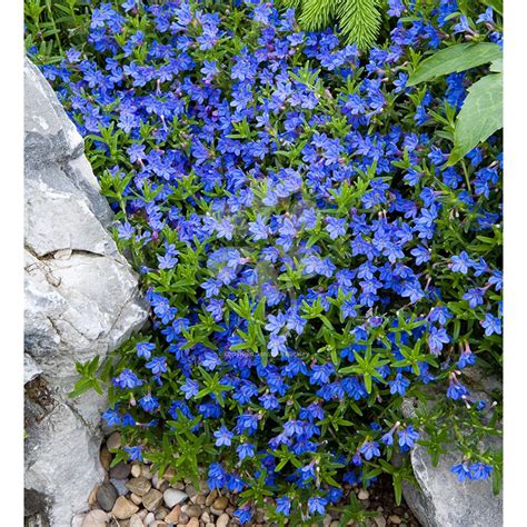 ground cover perennials blue flowers ground cover  shrubs