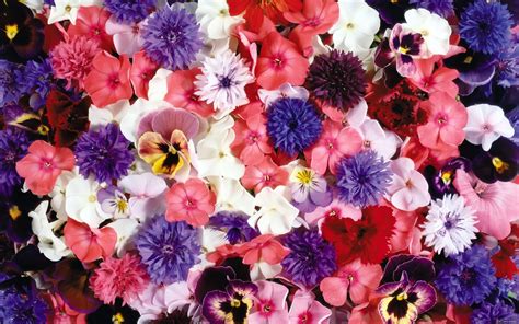 wallpapernarium flores de diferentes clases colores  tamanos