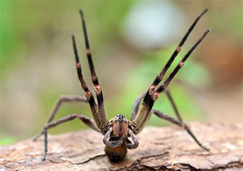 aranha mais venenosa  mundo gigantes  mundo