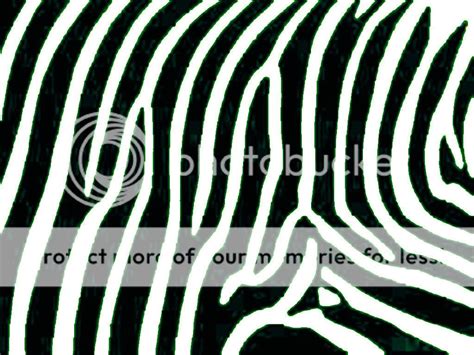 zebra print graphics code zebra print comments pictures