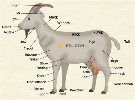 goat anatomy parts   goat  english  pictures esl