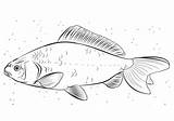 Koi Coloring Carp Pages Drawing Fish Tilapia Printable sketch template