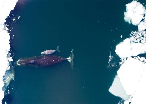 harpoon helped date  age   bowhead whale  washington post