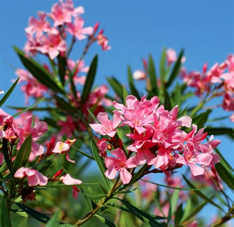 de flora van de oleanderbloem typisch van het middellandse zeegebied stock afbeelding image
